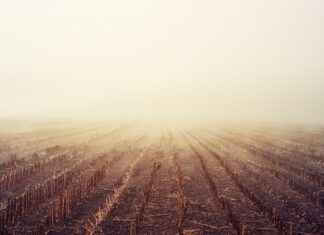 Assistenza sanitaria nelle aree rurali italiane: guida alle opzioni disponibili Assistenza sanitaria nelle aree rurali italiane: guida alle opzioni disponibili