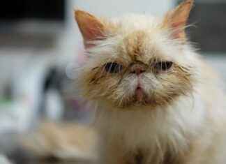 Come scegliere una clinica d’emergenza efficace per interventi rapidi Come scegliere una clinica d'emergenza efficace per interventi rapidi