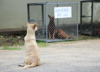 Low Cost Spay And Neuter Clinic Near Me: How To Find Trusted Care