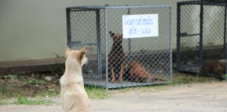 Low Cost Spay And Neuter Clinic: How To Save Big On Pet Care