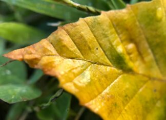 USA Vein Clinics: Discover Expert Care for Healthy, Beautiful Legs