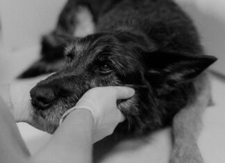 Affordable Pet Clinic: Discover Top Tips for Quality Care on a Budget