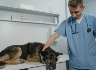 Affordable Pet Clinic: Discover How To Save Big On Quality Care
