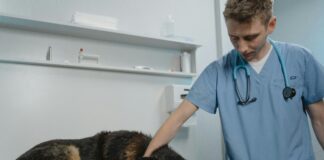 Neuter Clinic Near Me: Discover Affordable Care For Your Pet Today