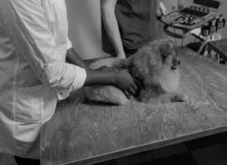 Companion Animal Clinic Secrets: How To Boost Your Pet’s Health Today