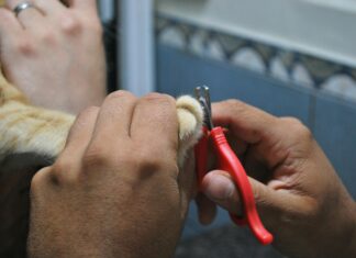 Cat Clinic Secrets: How Expert Care Transforms Your Feline’s Health