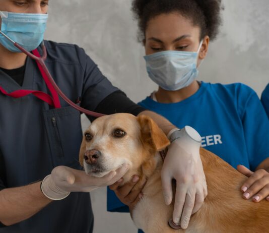 Low Cost Veterinary Clinic Near Me: How To Find Affordable Care Fast