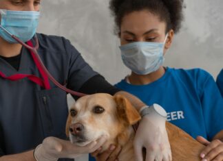 Free Vet Clinics Near Me: Discover How To Access Expert Care Easily