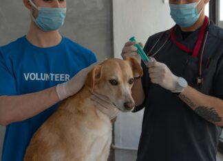 Veterinary Clinics: Discover Expert Care Tips For Your Beloved Pets