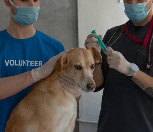 Vet Clinics: Discover Expert Care Tips to Keep Pets Healthy