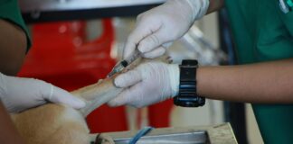 Petco Vaccination Clinic: Why Your Pet Deserves The Best Care