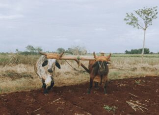 Earth Clinic Secrets: Discover Powerful Natural Remedies That Work