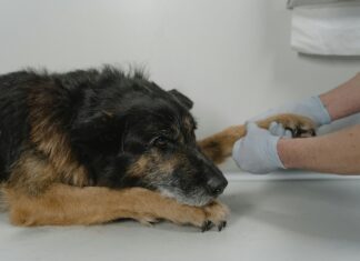 Low Cost Vet Clinics Near Me: How To Find Affordable Care Easily