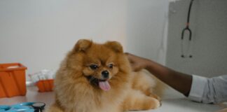 Companion Animal Clinic Secrets: How To Boost Your Pet’s Health