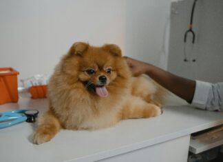 Companion Animal Clinic Secrets: How To Boost Your Pet’s Health