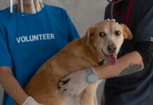 Free Pet Clinic Near Me: Discover Top Tips For Quality Care