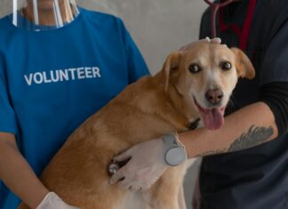 Dog Clinic Near Me: How To Find The Best Care For Your Pet