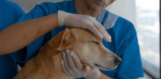 Animal Clinics Near Me: Discover Trusted Care For Your Pets Today