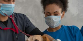 Hillside Veterinary Clinic: Discover Expert Care Your Pet Deserves