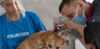 Vet Clinics Near Me: Discover Trusted Care Options for Your Pets Today