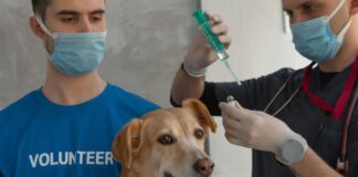 Dog Vaccine Clinic Near Me: Where To Find Trusted Care Quickly