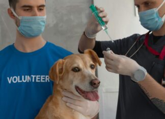 Dog Vaccine Clinic Near Me: Where To Find Trusted Care Quickly