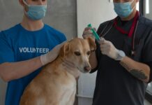 Veterinary Clinics Near Me: Discover Expert Care for Your Pets