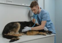 Dog Clinics Near Me: How To Find Trusted Care For Your Pet