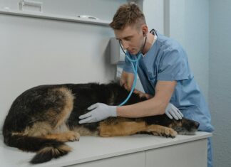 Dog Clinics Near Me: How To Find Trusted Care For Your Pet