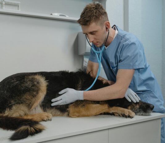 Dog Clinics Near Me: How To Find Trusted Care For Your Pet