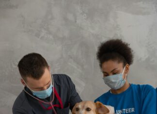 Dog Shot Clinic Near Me: Where To Find Trusted Vaccination Care