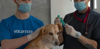 Countryside Vet Clinic: Discover Expert Care For Your Beloved Pets